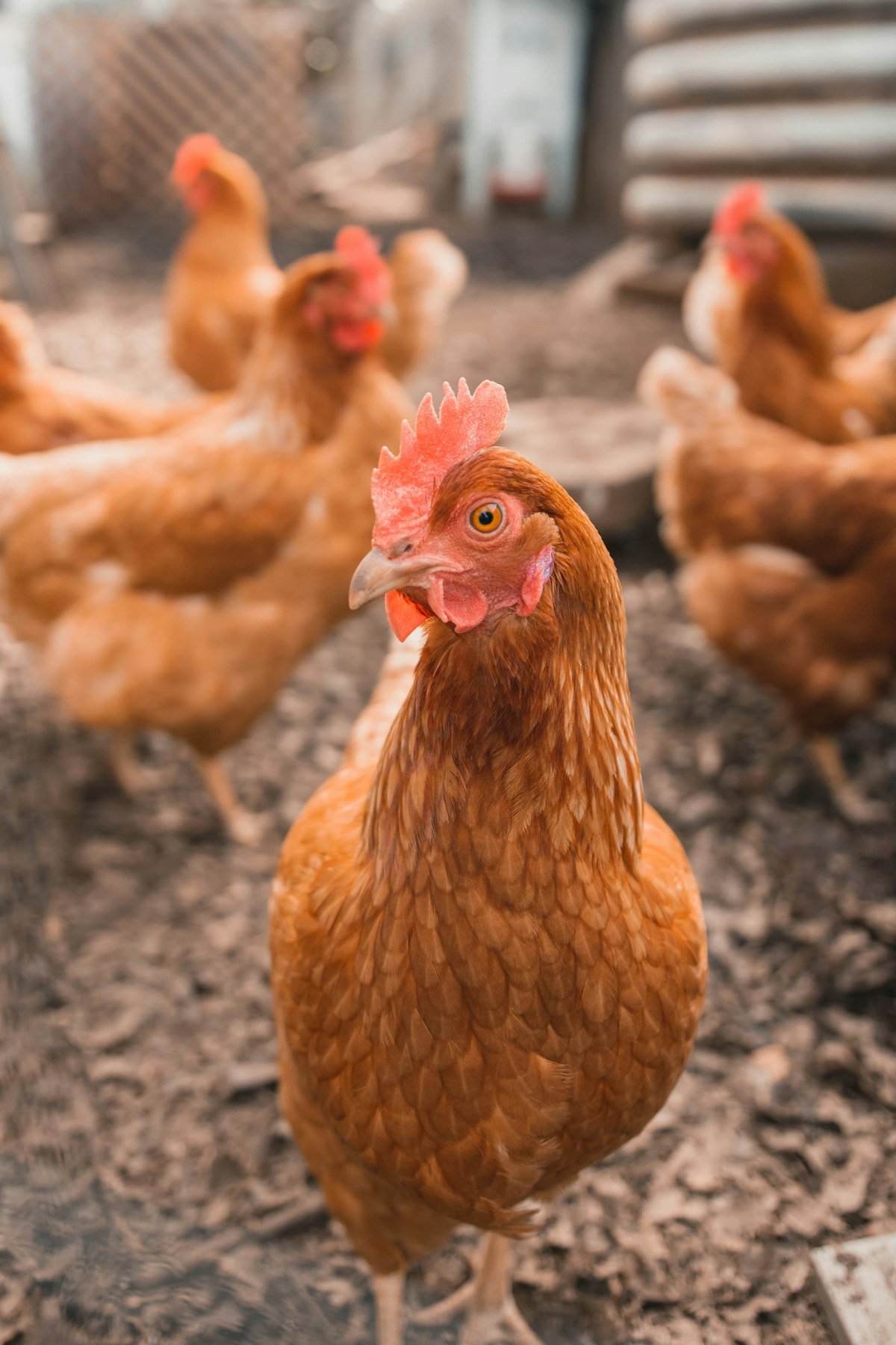Ayam