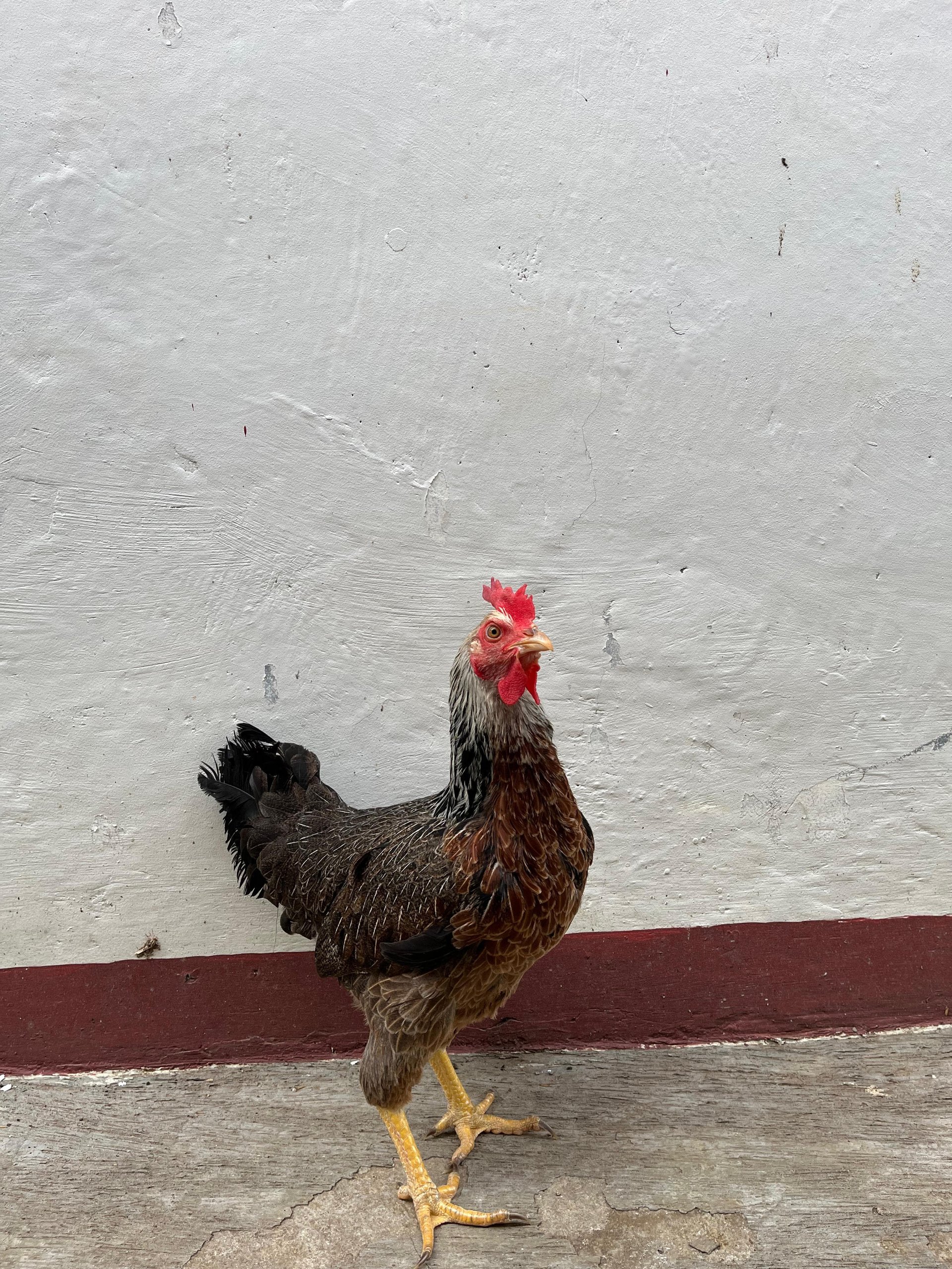 Ayam